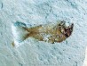 PRIMUSICHTHYS GRACILIS - Cenomanien - Hgula, LIBAN