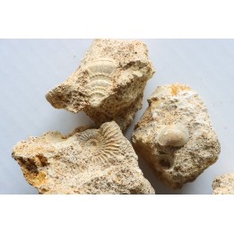 lot de 5 pieces: (gastéropodes et ammonites) à dégager - bajocien - Normandie