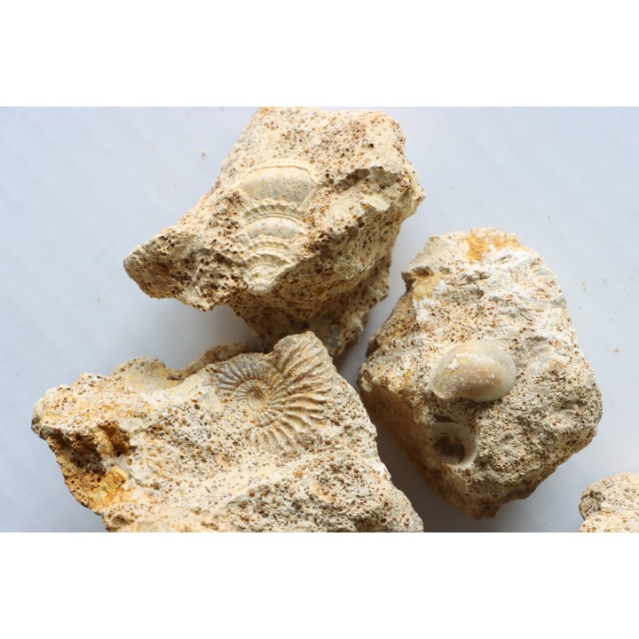 lot de 5 pieces: (gastéropodes et ammonites) à dégager - bajocien - Normandie