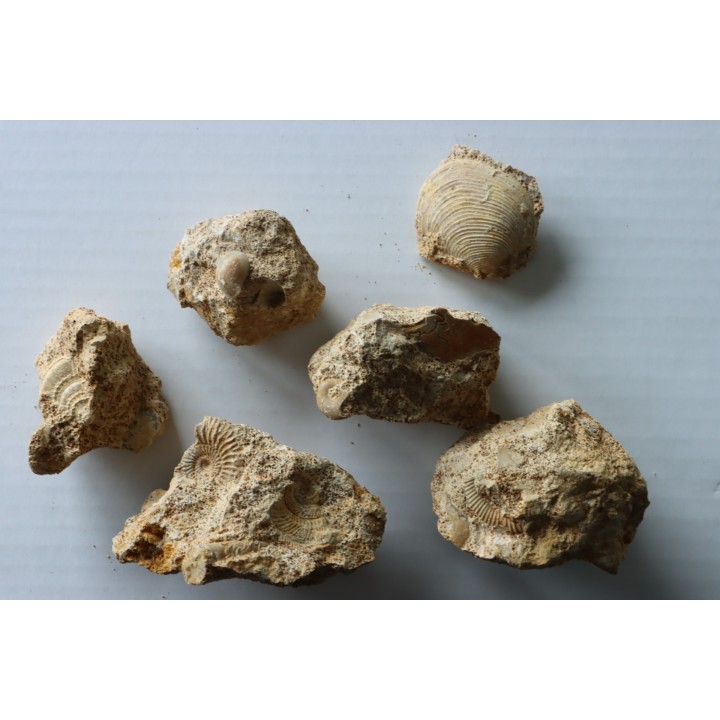 lot de 5 pieces: (gastéropodes et ammonites) à dégager - bajocien - Normandie