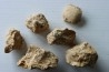 Unprepared: set of 5 pieces (gastéropodes et ammonites) - bajocian - Normandy - France