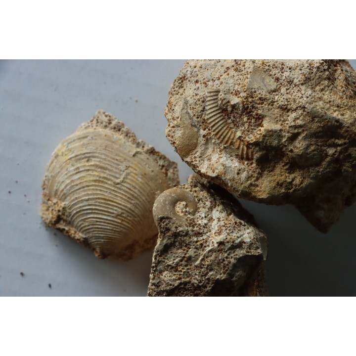 Unprepared: set of  5 pieces (gastéropodes et ammonites) - bajocian - Normandy - France