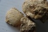 lot de 5 pieces: (gastéropodes et ammonites) à dégager - bajocien - Normandie