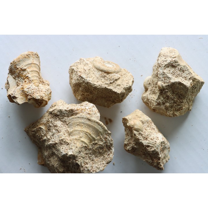 Unprepared: set of  5 pieces (gastéropodes et ammonites) - bajocian - Normandy - France