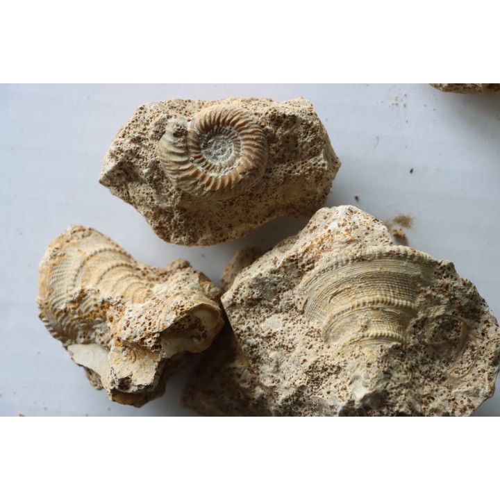 lot de 5 pieces: (gastéropodes et ammonites) à dégager - bajocien - Normandie