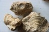 lot de 5 pieces: (gastéropodes et ammonites) à dégager - bajocien - Normandie