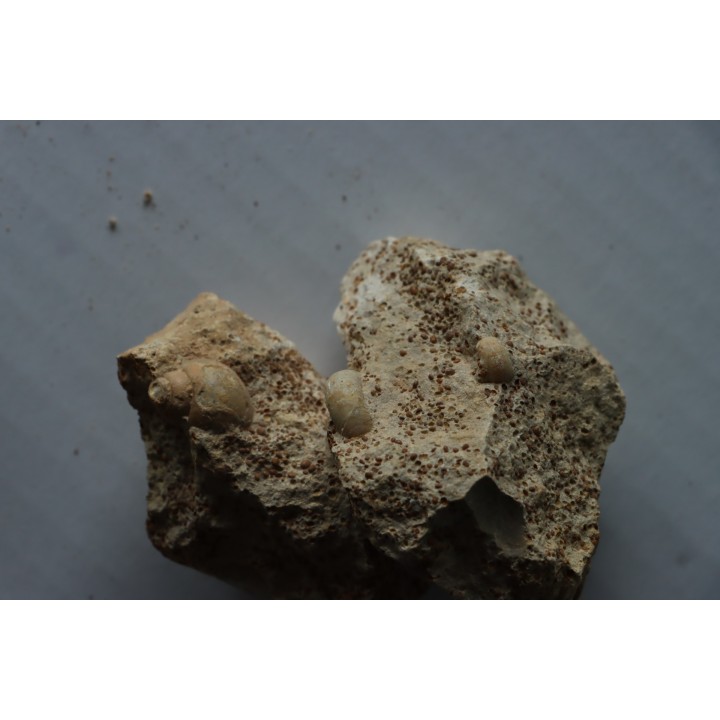 lot de 5 pieces: (gastéropodes et ammonites) à dégager - bajocien - Normandie