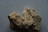 Unprepared: set of  5 pieces (gastéropodes et ammonites) - bajocian - Normandy - France