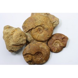 lot de 4 ammonites à determiner - toarcien de La Verpillière - FRANCE