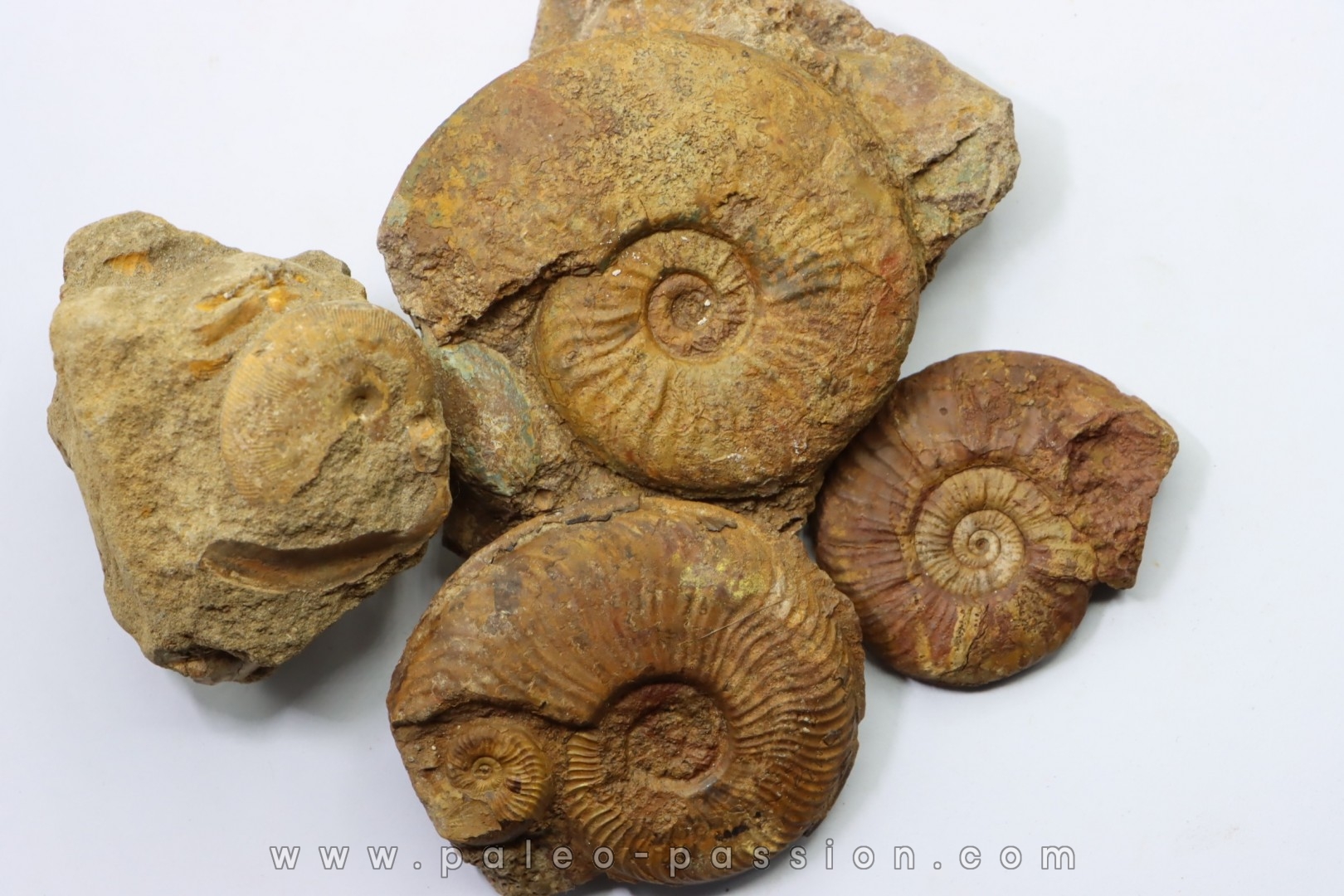 lot de 4 ammonites à determiner - toarcien de La Verpillière - FRANCE
