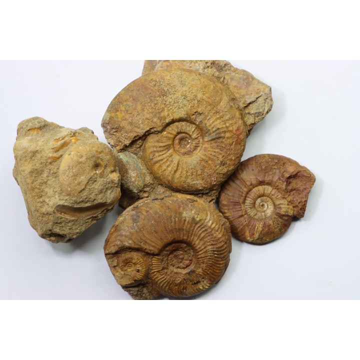 set of 4 ammonites - toarcian  La Verpillière - FRANCE