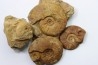 lot de 4 ammonites à determiner - toarcien de La Verpillière - FRANCE