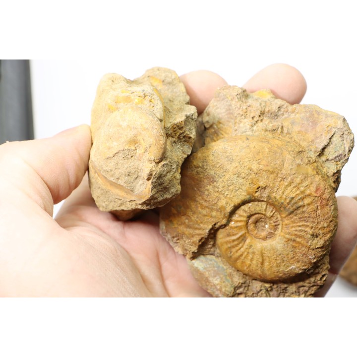 set of 4 ammonites - toarcian  La Verpillière - FRANCE