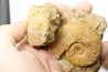 set of 4 ammonites - toarcian La Verpillière - FRANCE