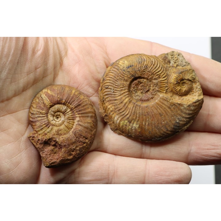 lot de 4 ammonites à determiner - toarcien de La Verpillière - FRANCE