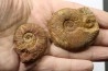 set of 4 ammonites - toarcian La Verpillière - FRANCE