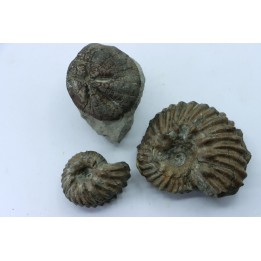 set of 2 Hoplites benetianus and un urchin - albien moyen - ancienne carrière Courcelles - Aube - France