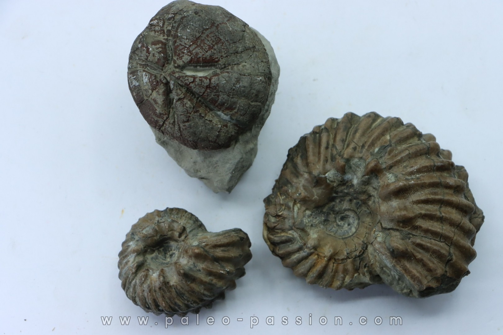 lot de 2 Hoplites benetianus et un oursin - albien moyen - ancienne carrière Courcelles - Aube - France