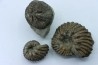 set of 2 Hoplites benetianus and un urchin - albien moyen - ancienne carrière Courcelles - Aube - France