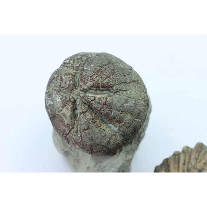 set of 2 Hoplites benetianus and un urchin - albien moyen - ancienne carrière Courcelles - Aube - France
