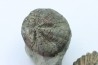 lot de 2 Hoplites benetianus et un oursin - albien moyen - ancienne carrière Courcelles - Aube - France