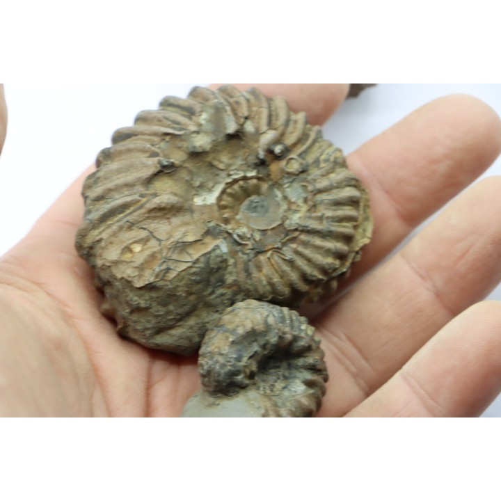 lot de 2 Hoplites benetianus et un oursin - albien moyen - ancienne carrière Courcelles - Aube - France