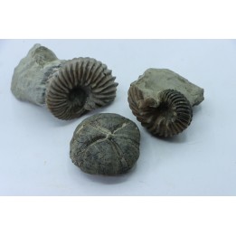 set of 2 Hoplites benetianus and un urchin - albien moyen - ancienne carrière Courcelles - Aube - France