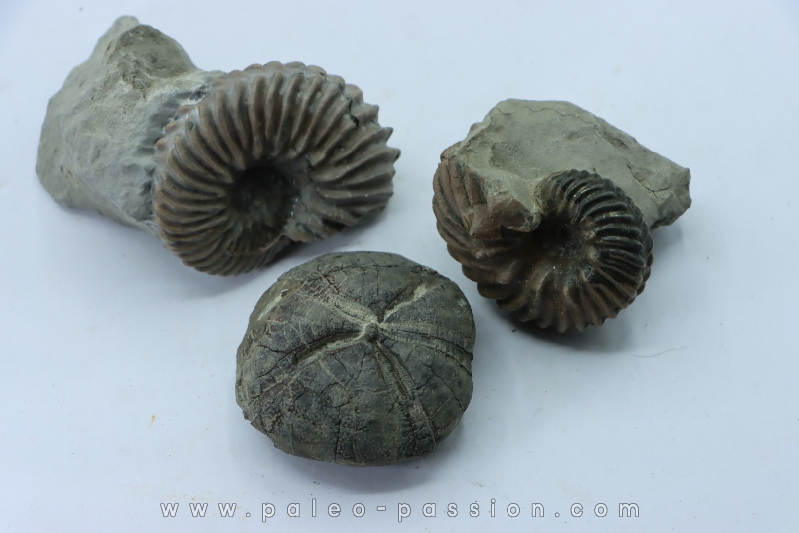 lot de 2 Hoplites benetianus et un oursin - albien moyen - ancienne carrière Courcelles - Aube - France