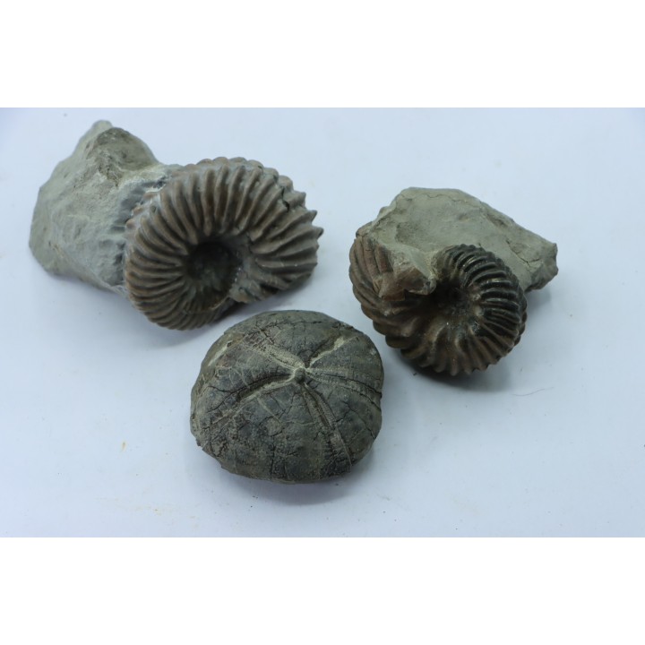 lot de 2 Hoplites benetianus et un oursin - albien moyen - ancienne carrière Courcelles - Aube - France