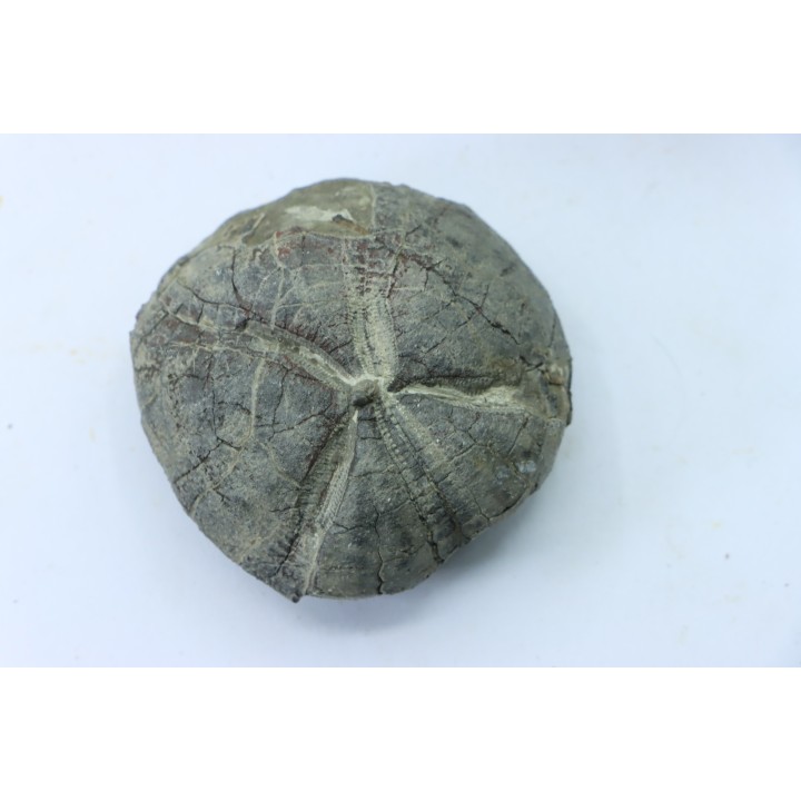 set of 2 Hoplites benetianus and un urchin - albien moyen - ancienne carrière Courcelles - Aube - France