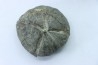 lot de 2 Hoplites benetianus et un oursin - albien moyen - ancienne carrière Courcelles - Aube - France