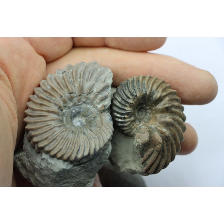 set of 2 Hoplites benetianus and un urchin - albien moyen - ancienne carrière Courcelles - Aube - France