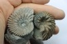 set of 2 Hoplites benetianus and un urchin - albien moyen - ancienne carrière Courcelles - Aube - France