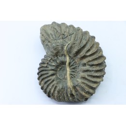 Hoplites avec serpules - albien moyen - ancienne carrière Courcelles - Aube - France