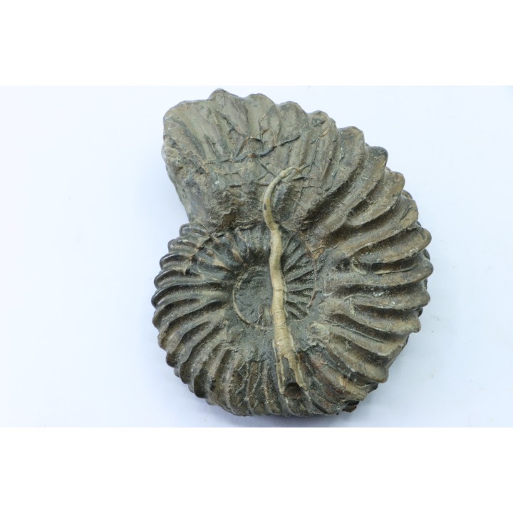 Hoplites avec serpules - albien moyen - ancienne carrière Courcelles - Aube - France