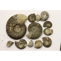 Collection de 12 ammonites et gastéropodes - callovien - Villers sur Mer - France