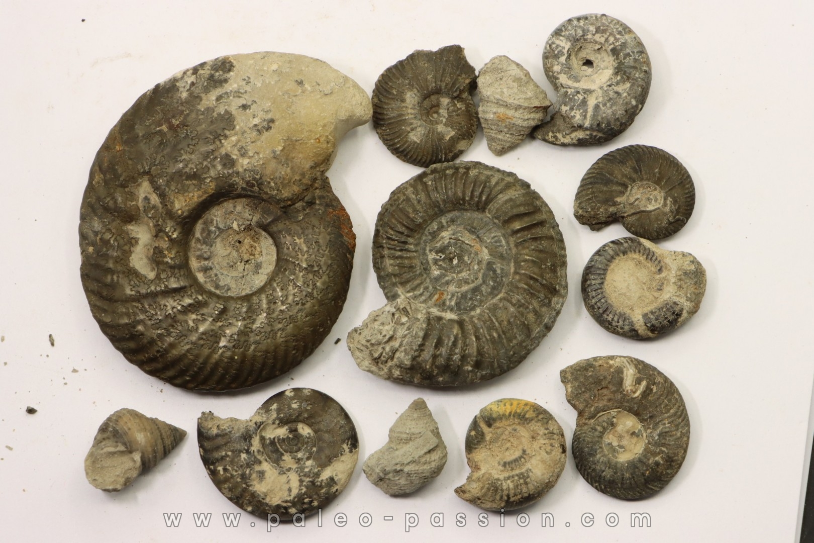 Collection of 12 ammonites and gastéropodes // callovian // formation des marnes de Dives // Villers sur Mer - France
