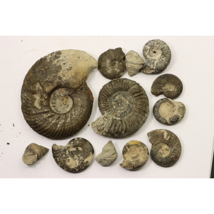 Collection de 12 ammonites et gastéropodes - callovien - Villers sur Mer - France