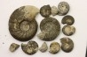 Collection of 12 ammonites and gastéropodes // callovian // formation des marnes de Dives // Villers sur Mer - France