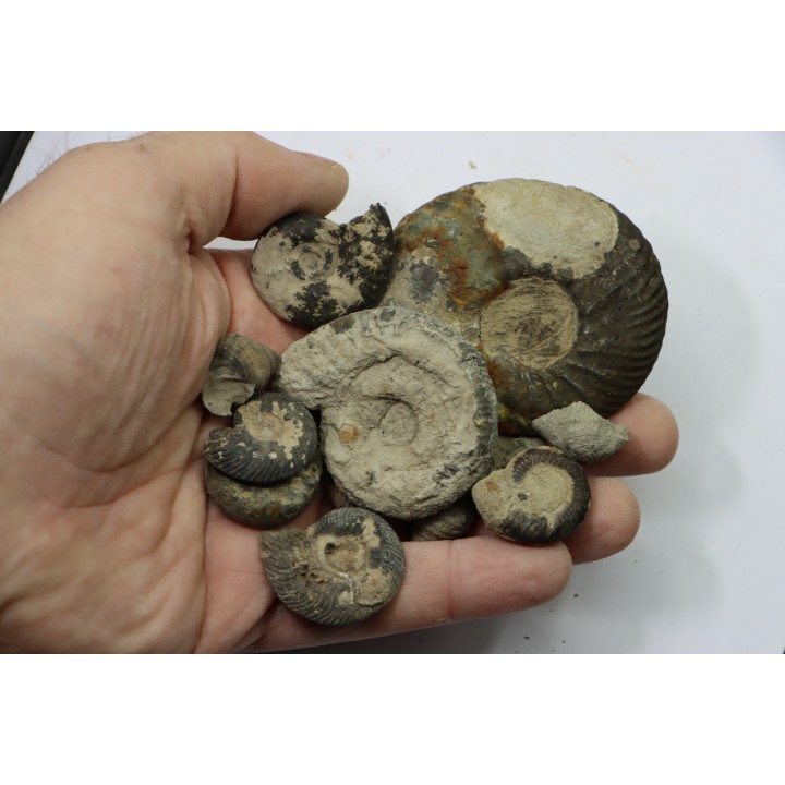 Collection of 12 ammonites and gastéropodes   // callovian // formation des marnes de Dives // Villers sur Mer - France