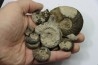 Collection of 12 ammonites and gastéropodes // callovian // formation des marnes de Dives // Villers sur Mer - France