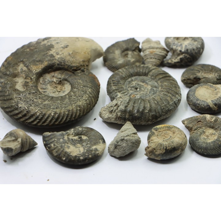 Collection of 12 ammonites and gastéropodes   // callovian // formation des marnes de Dives // Villers sur Mer - France