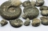 Collection of 12 ammonites and gastéropodes // callovian // formation des marnes de Dives // Villers sur Mer - France