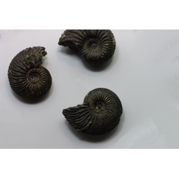 lot de 3 ammonites - callovien - Villers sur Mer - France