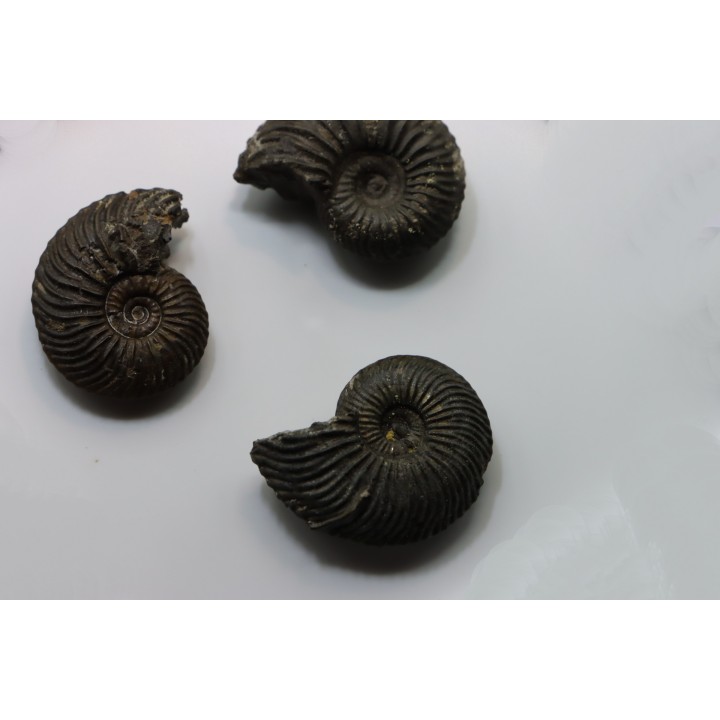 lot de 3 ammonites - callovien - Villers sur Mer - France