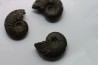 lot de 3 ammonites - callovien - Villers sur Mer - France