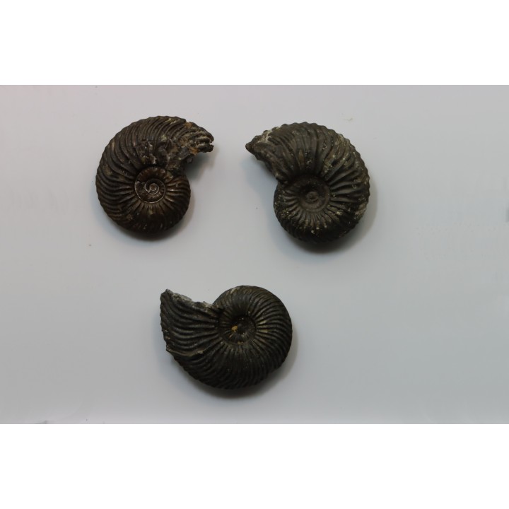 set of 3 ammonites   // callovian // formation des marnes de Dives // Villers sur Mer - France