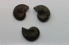 set of 3 ammonites   // callovian // formation des marnes de Dives // Villers sur Mer - France