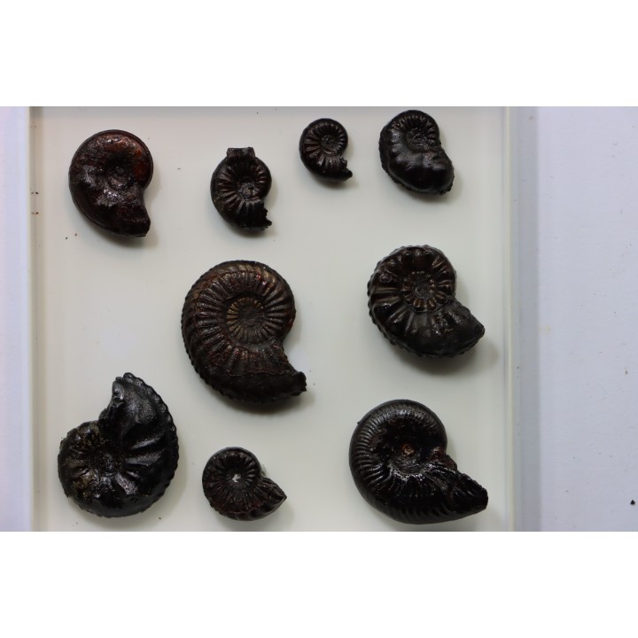 lot de 9 "amaltheus" - domerien - Vesoul, France