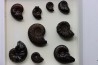 set of 9 "amaltheus" - domerian - Vesoul, France